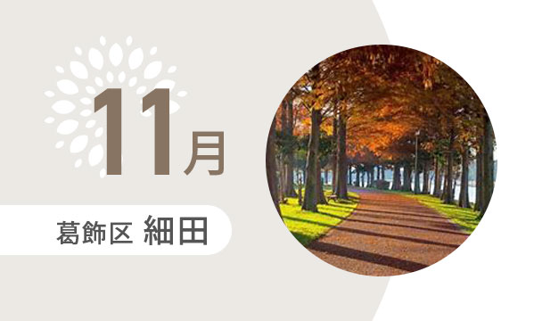 11月の外出カレンダー（葛飾区細田）