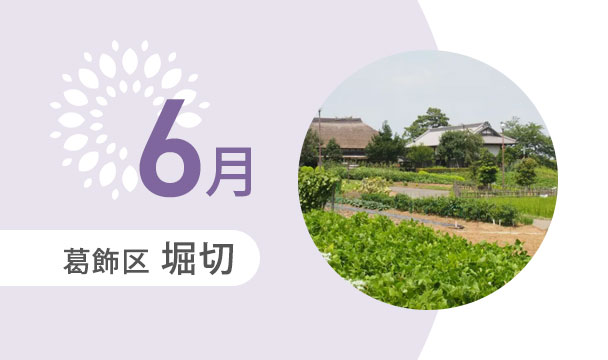 6月の外出カレンダー（葛飾区堀切）