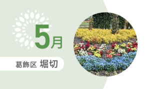 堀切5月イメージ